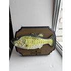 Поющая рыбка