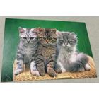 Посткроссинг. Открытка из Польши: котята  (10х15). Прошла почту. Художественная марка.