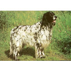 Почтовая открытка "Английский сеттер"