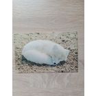 Открытка 1985