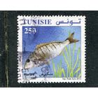 Тунис. Морская фауна. Рыбы