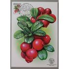 Картмаксимум "Брусника". Дикая природа Беларуси.