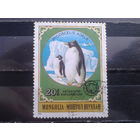 Монголия, 1980. Антарктические исследования. Пингвин Адели