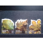 Бельгия 2012 Листья деревьев