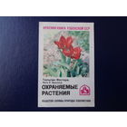 Календарик 1986 г.  Красная книга Уз.ССР.  Тюльпан Фостера.