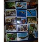 Наклейки "Динозавры в Гиппо"