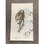 Норвегия. Фауна. Волк