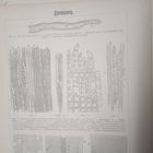 Древесина.          Энциклопедическая гравюра СПБ. 19-20века .19х14см