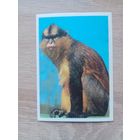 Календарик 1990