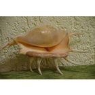 Морская  раковина   ( ширина 16 см , высота 10,5 см )