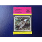 Календарик 1988 г.  Охраняемые животные Узбекистана.  Белоголовый сип.