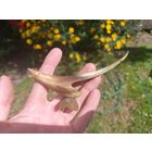 Скульптура из рога