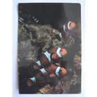 Календарик 1993 г. Рыбы.