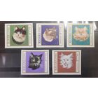 Манама. Фауна. Кошки. Беззубцовка (647)