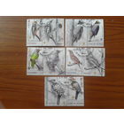 2022 Дятлы Полная серия с купонами