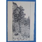 Романов С. Деревья. Рисунок. Тушь. Бумага. 14х20 см
