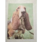 Карманный календарик. Собака.1993 год