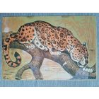 Горлов. Ягуар. Издание Московского Зоопарка