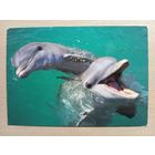 О-12. ПОДПИСАННАЯ ОТКРЫТКА. ГЕРМАНИЯ. ДЕЛЬФИНЫ.