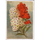 Подписанная открытка 1958г. "Флоксы" худ. И. Романов