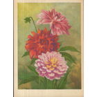 Чистая открытка 1977г. ЭССР "Георгины" худ. Ю. Ряховский