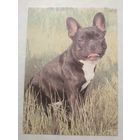 Карманный календарик. Собака.1993 год