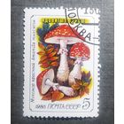 Марка СССР 1986 год Грибы
