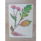 Косоруков 1985