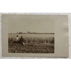 Сельская пастораль с двумя дамами на переднем плане, Первая мировая, отправлено полевой почтой Feldpost с Западного театра военных действий 4.08.1916