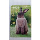 Календарик. Серый заяц на лужайке.2023