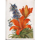 Подписанная открытка 1955г. "Лилии и дельфиниумы" худ. В. Морозова