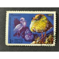 1975 СССР. Животный мир СССР. Турухтан