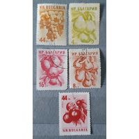 Болгария фрукты 5шт