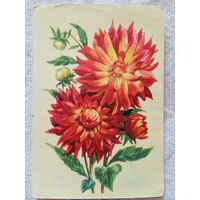 Зеленов. Георгины