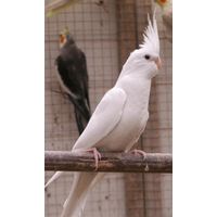 КУПЛЮ ПОПУГАЯ КОРЕЛЛУ БЕЛУЮ БЕЗЩЁКУЮ.