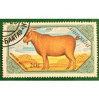 Монголия 1988. Домашняя коза