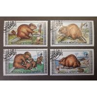 Распродажа с 1 рубля! Фауна. Монголия. 1989 год. Бобры (4 марки)