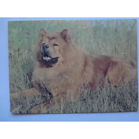 Календарик 1993 г.  Чау-Чау. (109).