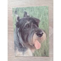 Календарик 1993