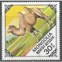 Монголия. Верблюды. 1978г. Mi#1186..