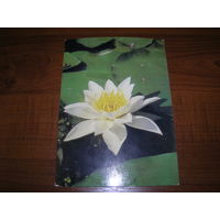 Цветы Кувшинка 1985 год чистая