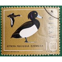 Польша 1985. Фауна. Птицы. Хохлатая чернеть