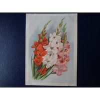 Гладиолусы.  1962 г.