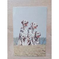 Календарик 1993