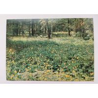 Поляна. Чистая. 1982 года. Фото Гиппенрейтера. 2419.