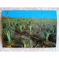 Остров Фуэртевинтура, Канарский архипелаг. Плантация алоэ