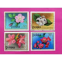 Польша. Цветы. ( 4 марки ) 1972 года. 4-12.