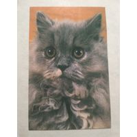 Карманный календарик. Котик.1993 год