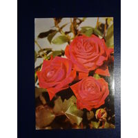 Розы. 1977 г.  подписанная.