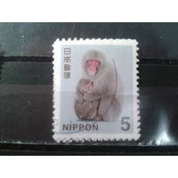 Япония, 2015. Японская макака